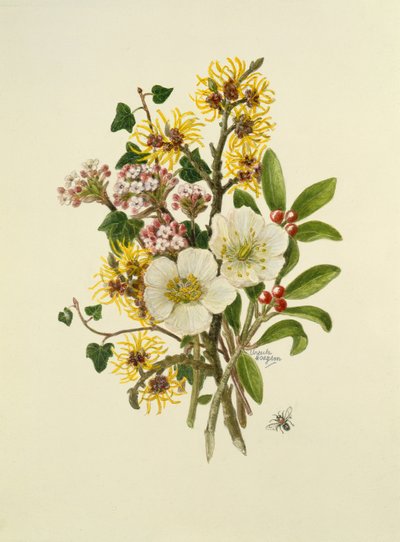 Skimia Japonica, Hammemelus, Viburno e Elleboro da Ursula Hodgson